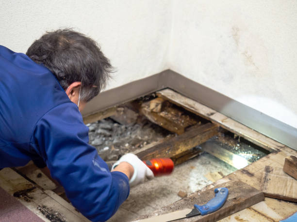 Best Commercial Mold Removal  in Hoopa, CA