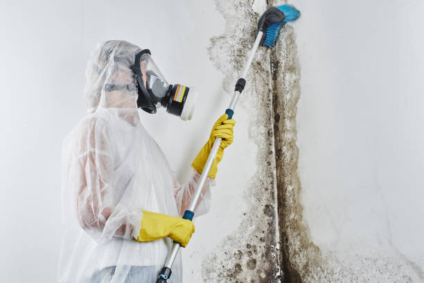 Best Mold Remediation Experts  in Hoopa, CA