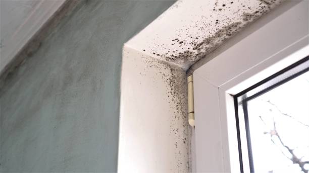 Best Black Mold Removal  in Hoopa, CA
