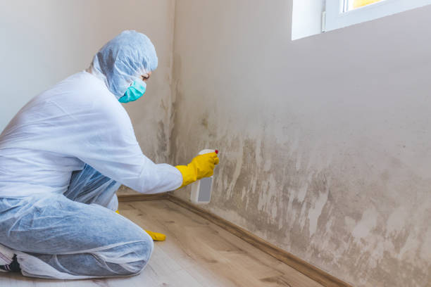 Best Local Mold Removal Service  in Hoopa, CA