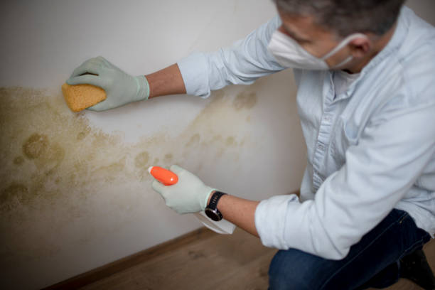 Best Mold Removal and Inspection  in Hoopa, CA