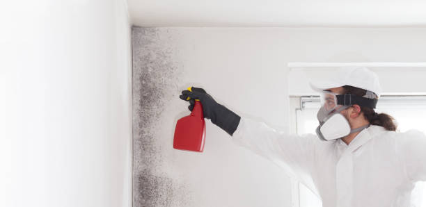 Best Affordable Mold Removal  in Hoopa, CA