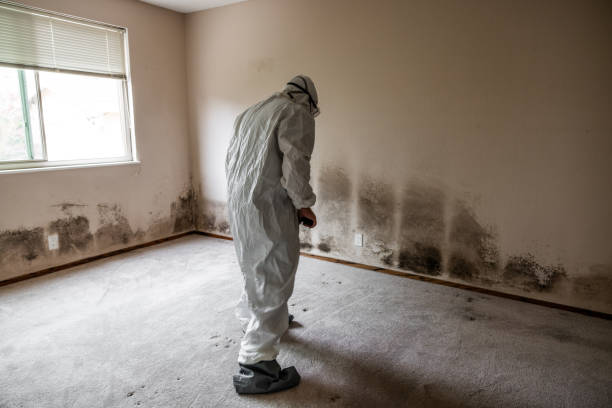 Best Toxic Mold Removal  in Hoopa, CA