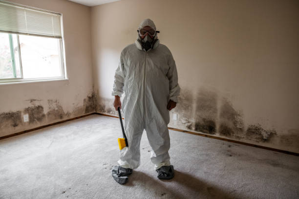 Trusted Hoopa, CA Mold Removal Experts