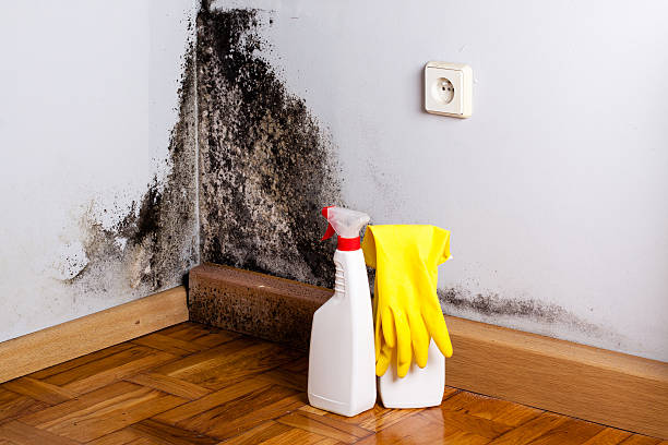 Best Mold Cleaning Services  in Hoopa, CA