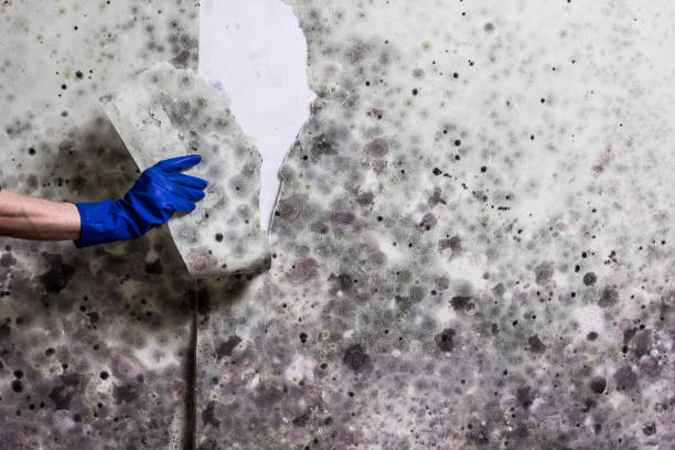 Best Best Mold Removal Companies  in Hoopa, CA
