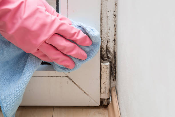 Best Mold Removal Process  in Hoopa, CA