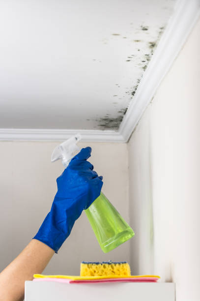 Best Mold Removal Near Me  in Hoopa, CA