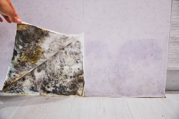 Best Office Mold Removal Services  in Hoopa, CA